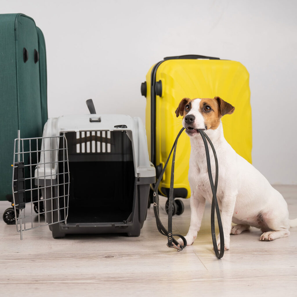 6 Tips Para Viajar Con Tu Mascota - Travel & Life: Tu Guía De Viajes Y ...