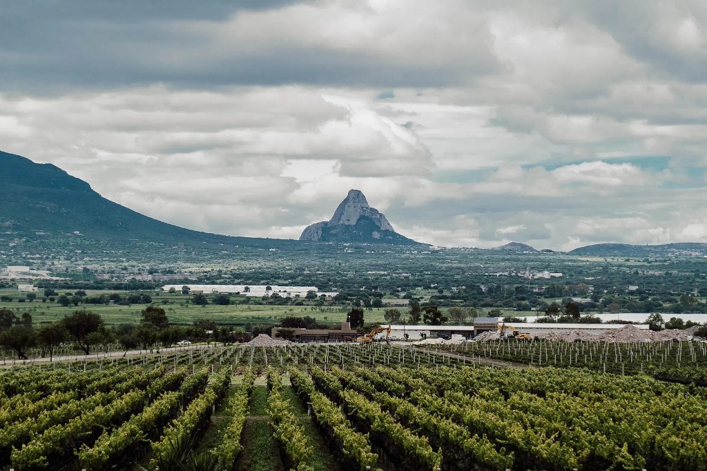 Vinaltura entre los viñedos de Querétaro.