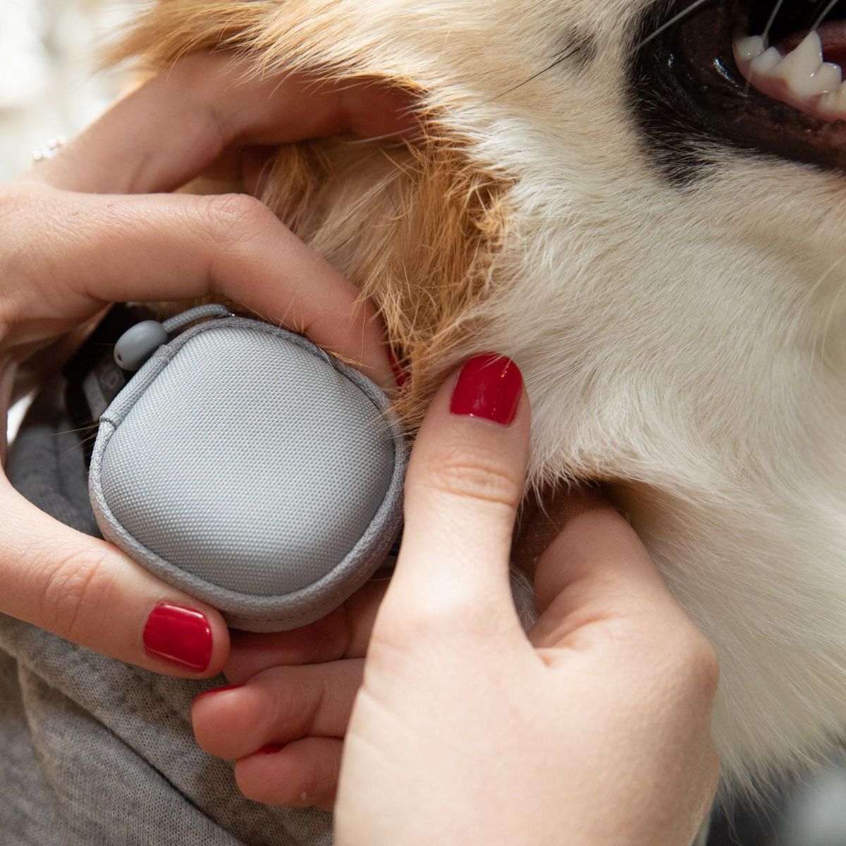 Gadgets ideales para vivir con tu mascota.