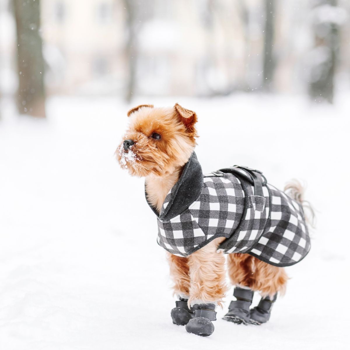Cómo cuidar a las mascotas durante la temporada de invierno