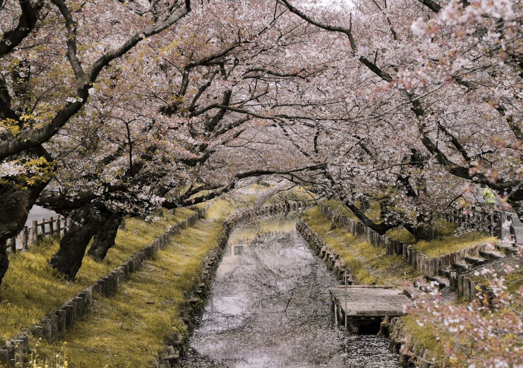 La temporada de cerezos en Japón podría adelantarse este 2024