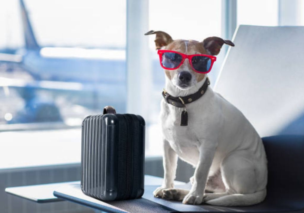 Prepárate para viajar con tu mascota en estas aerolíneas