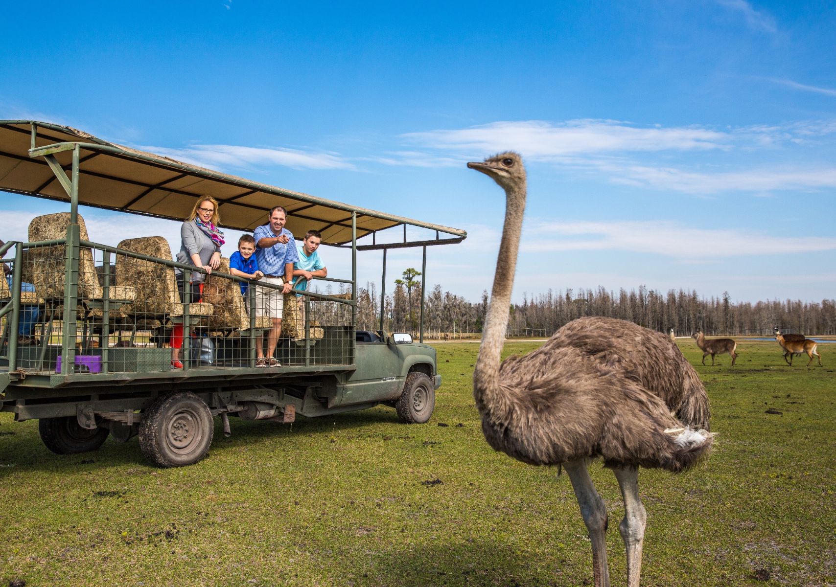 Safari Wilderness, una aventura natural en Florida