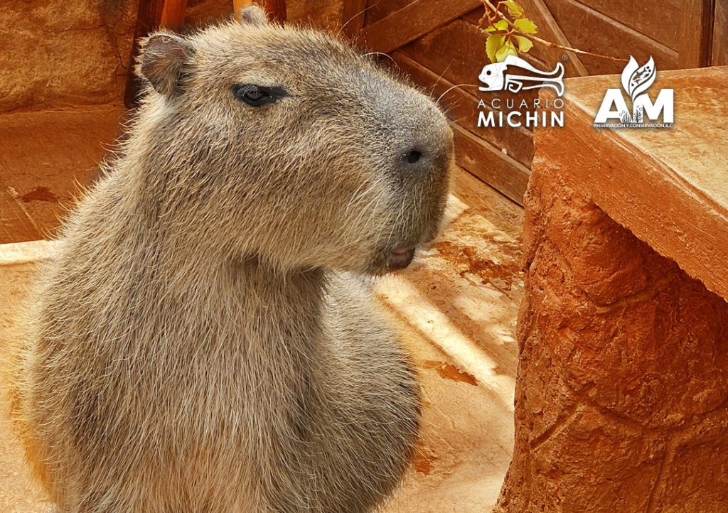 Capibaras en el acuario Michín de la CDMX