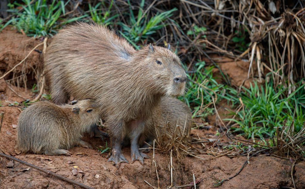 Capibaras en la Ciudad de México
