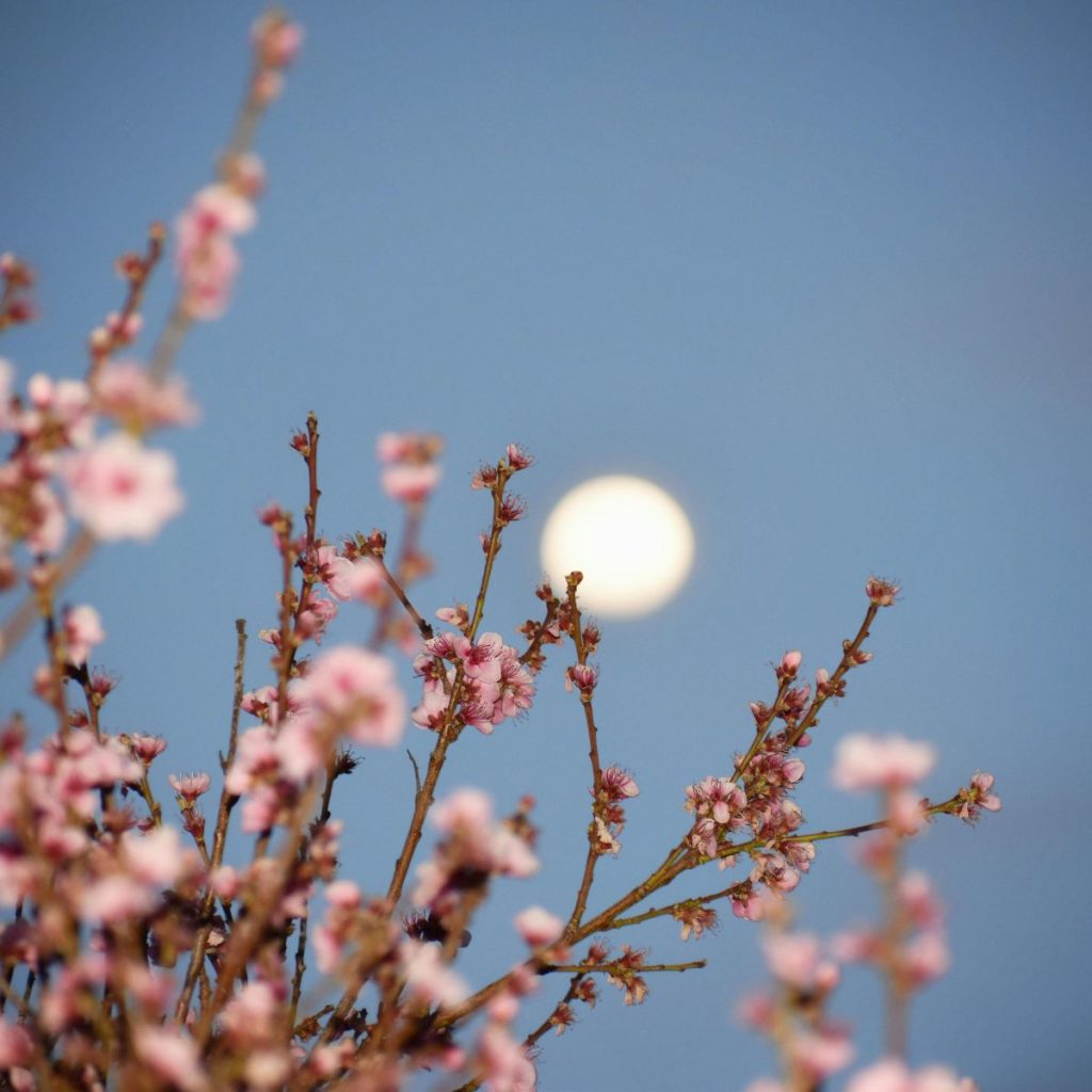 Luna de Flores.