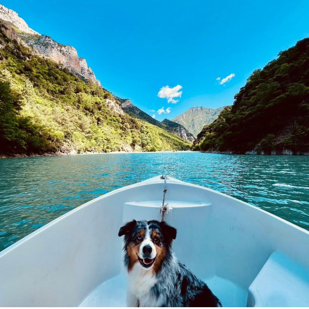 Viajes con mascotas. 