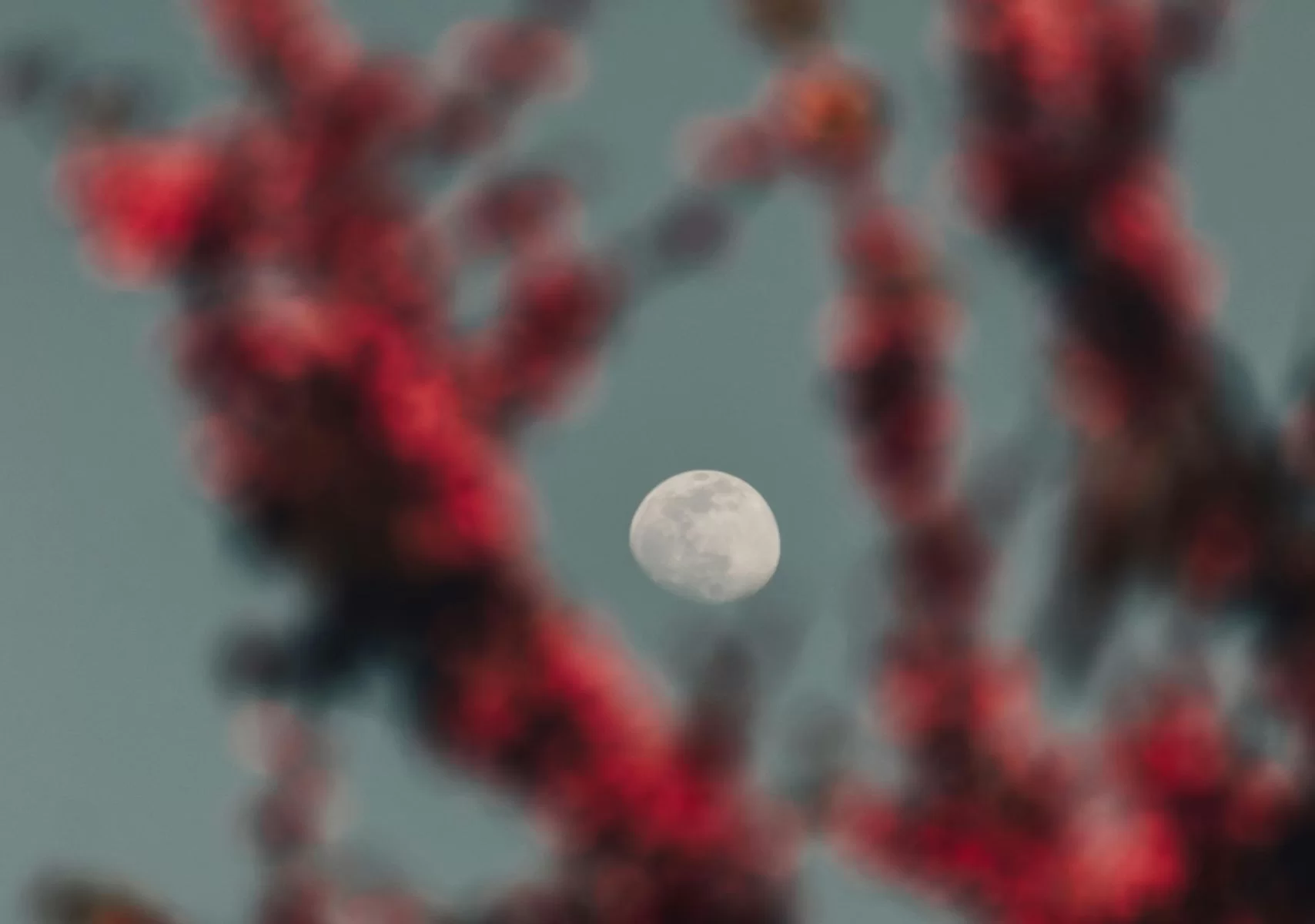 Luna de Flores.