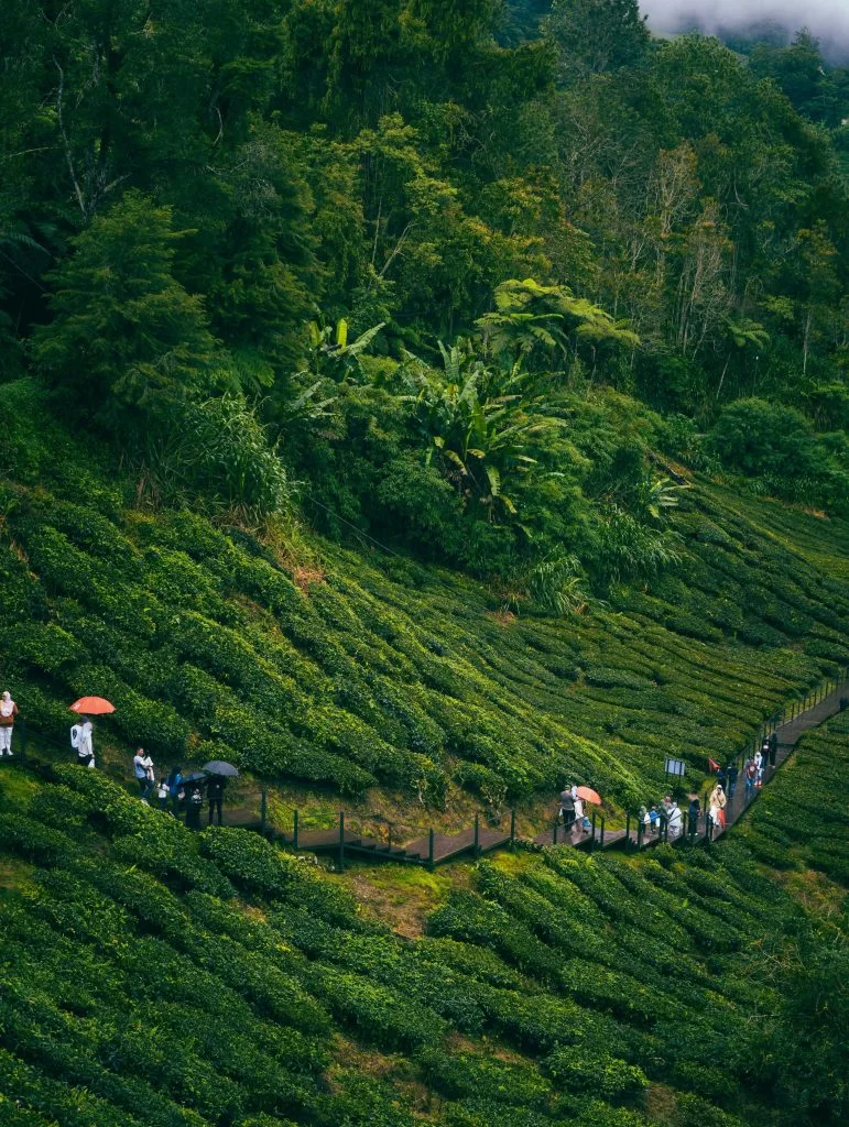Cameron Highlands.