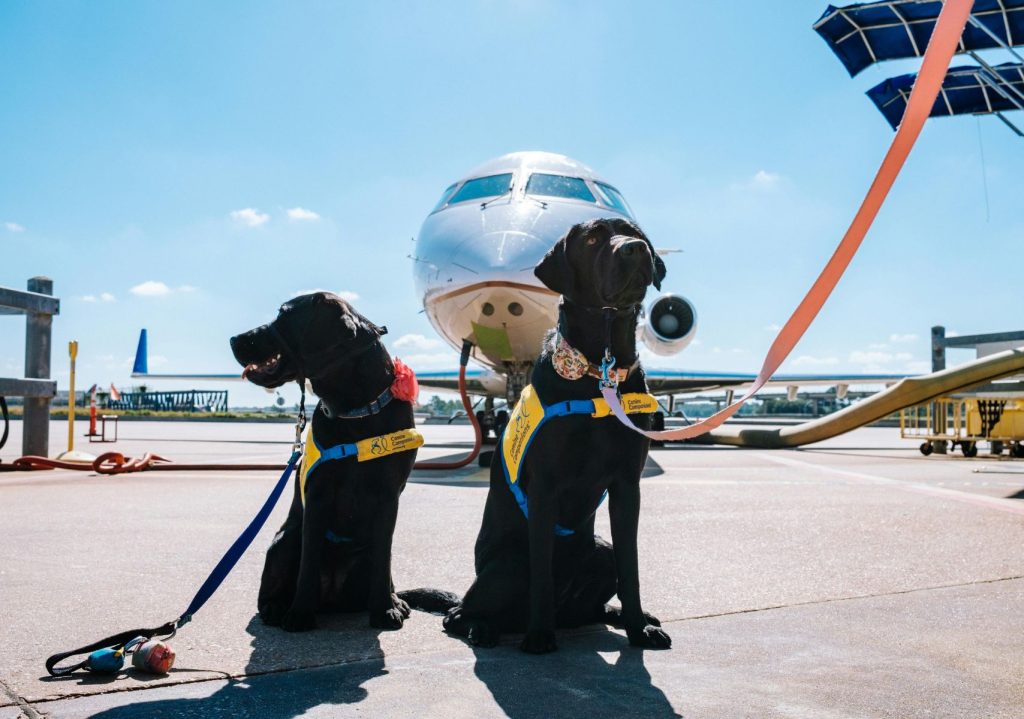¿Conviene contratar un seguro de viaje para mascotas?