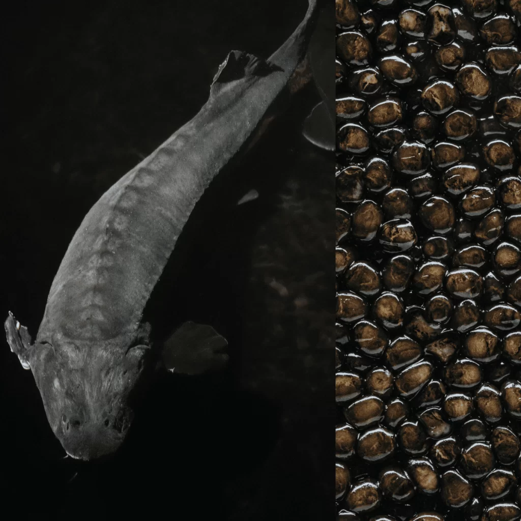 De dónde proviene el caviar
