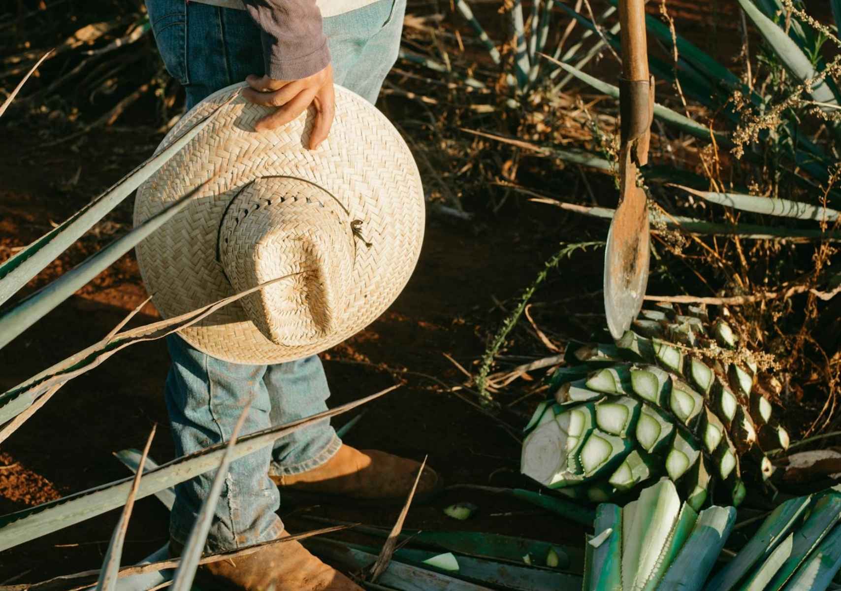 Tequila, Jalisco