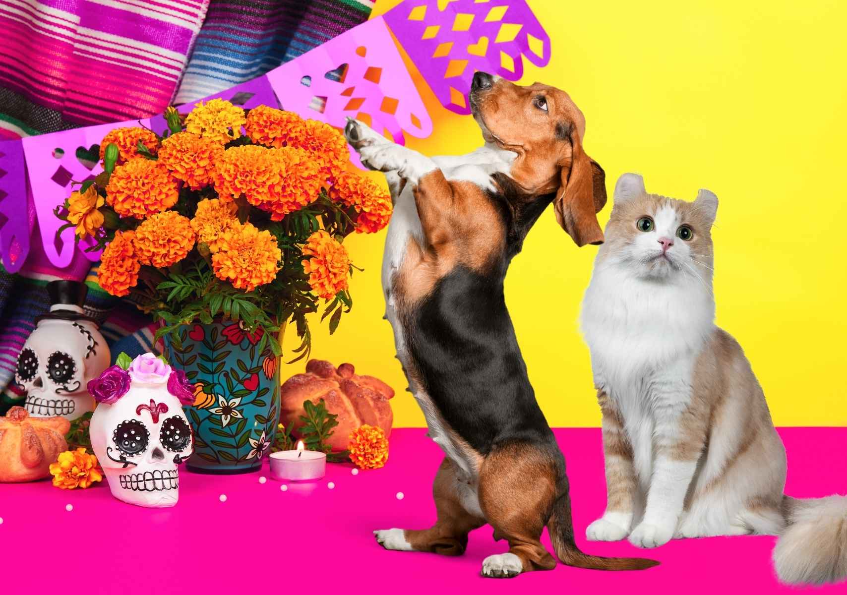 Perro y gato en una ofrenda de Día de Muertos