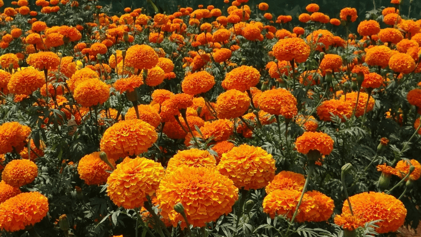 Estos son los mejores lugares para comprar flor de cempasúchil en CDMX en Travel & Life: Tu Guía de Viajes y Estilo de Vida Estos son los mejores lugares para comprar flor de cempasúchil en CDMX en Travel & Life: Tu Guía de Viajes y Estilo de Vida