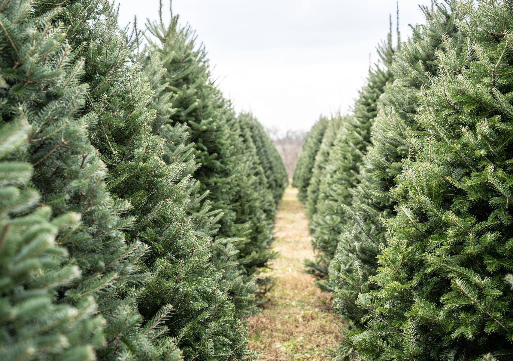 Árboles de navidad alineados para ser vendidos en Amecameca