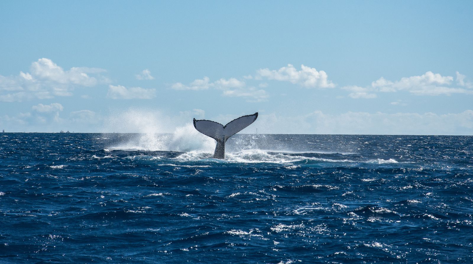 ballenas en las islas de tahiti