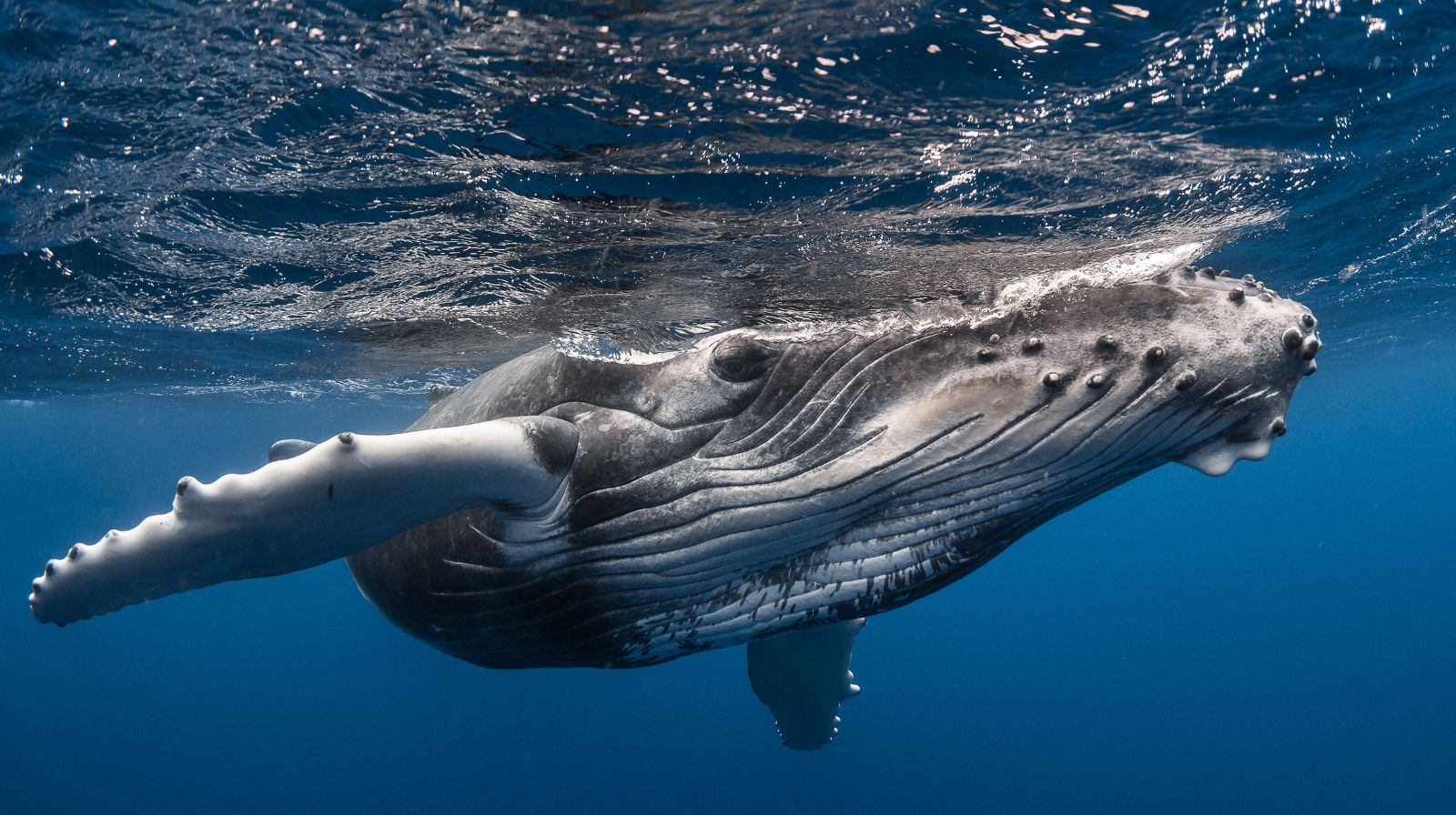 avistamiento de ballenas en Las Islas de Tahiti