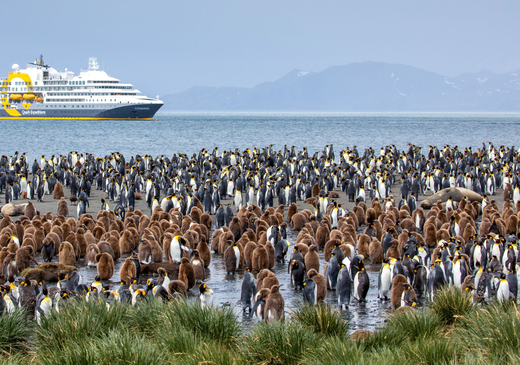 Pingüinos emperador en la Antártida