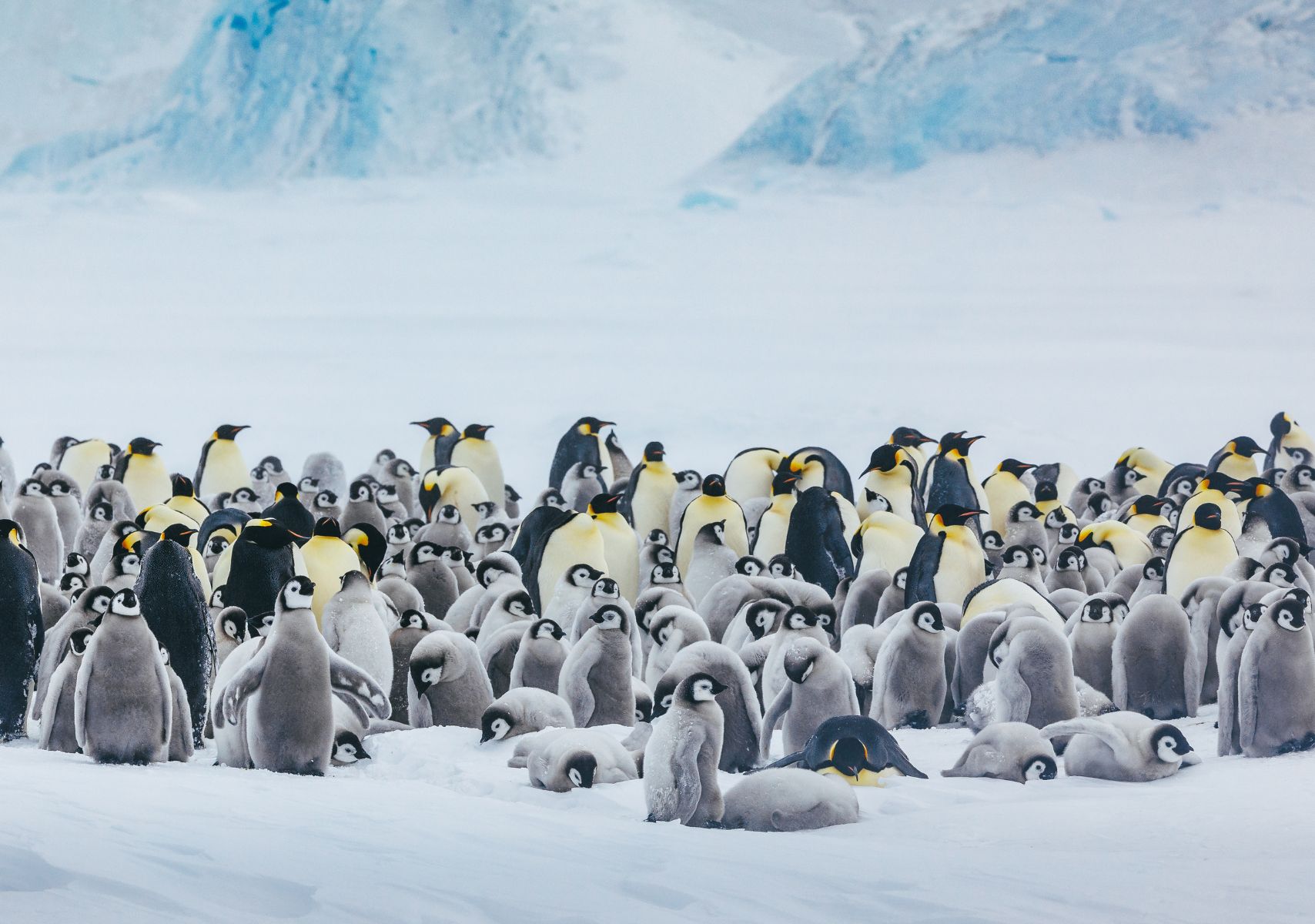 Cómo viajar a la Antártida para ver pingüinos emperador en Travel & Life: Tu Guía de Viajes y Estilo de Vida Pingüinos emperador en la Antártida.
