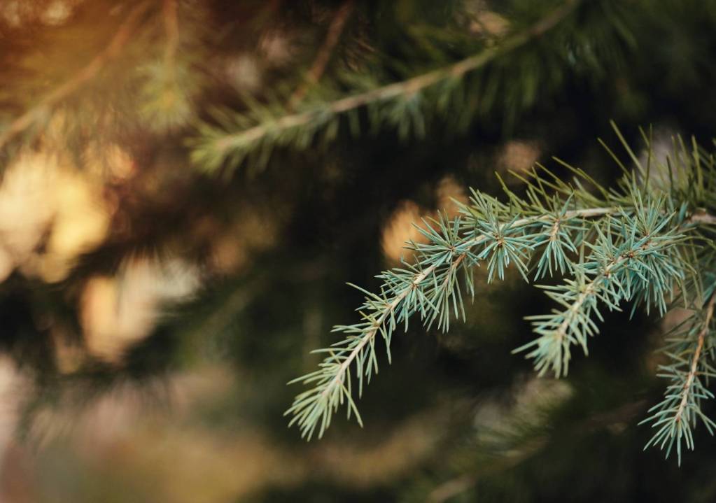 ¿Natural o artificial? Te decimos cual es la mejor opción para tu árbol de Navidad en Travel & Life: Tu Guía de Viajes y Estilo de Vida ¿Natural o artificial? Te decimos cual es la mejor opción para tu árbol de Navidad en Travel & Life: Tu Guía de Viajes y Estilo de Vida