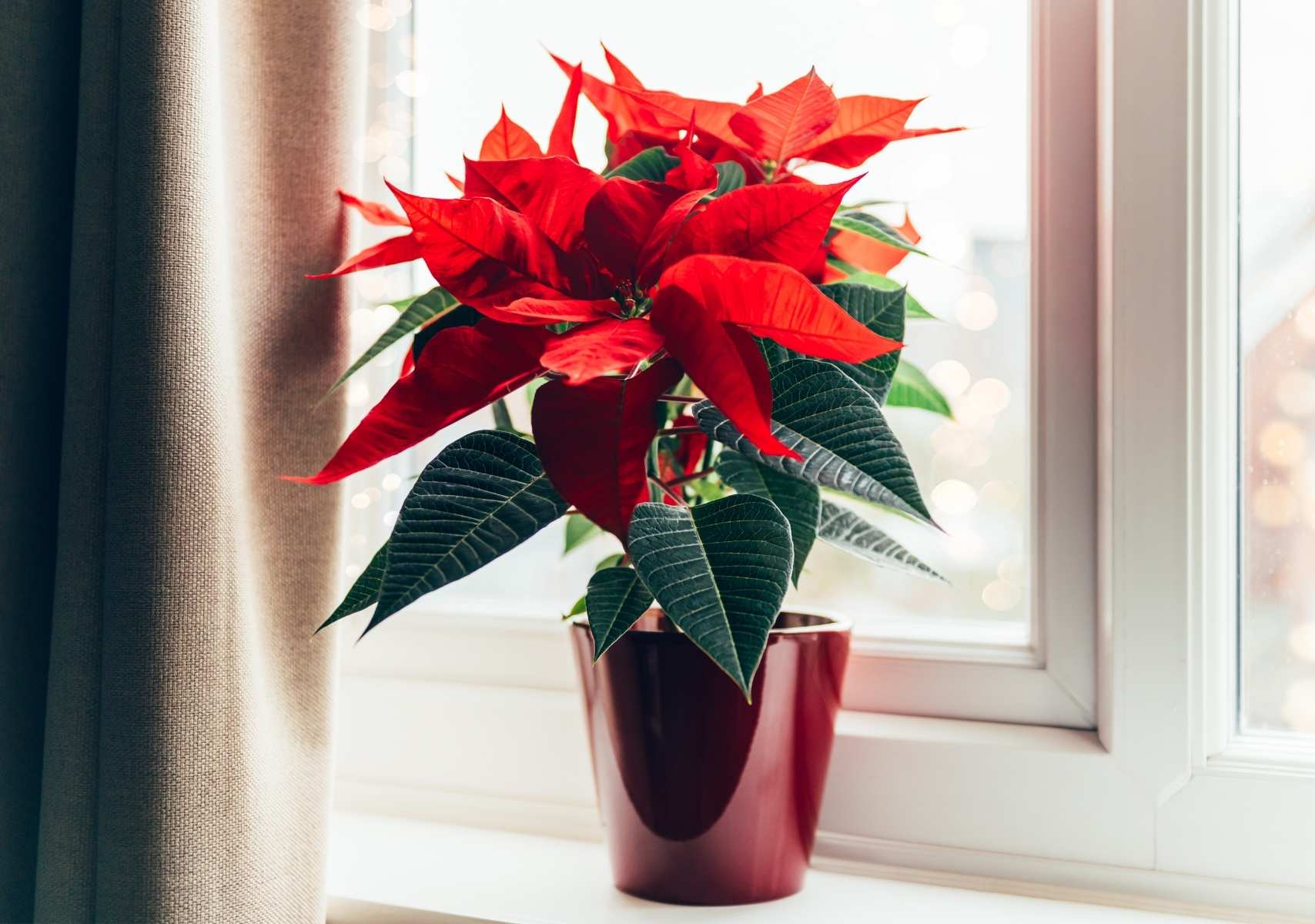 maceta de flor de nochebuena en una ventana