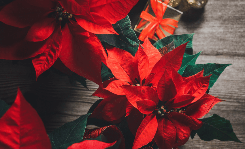 Cómo cuidar tu flor de Nochebuena para que llegue hasta Navidad en Travel & Life: Tu Guía de Viajes y Estilo de Vida Cómo cuidar tu flor de Nochebuena para que llegue hasta Navidad en Travel & Life: Tu Guía de Viajes y Estilo de Vida