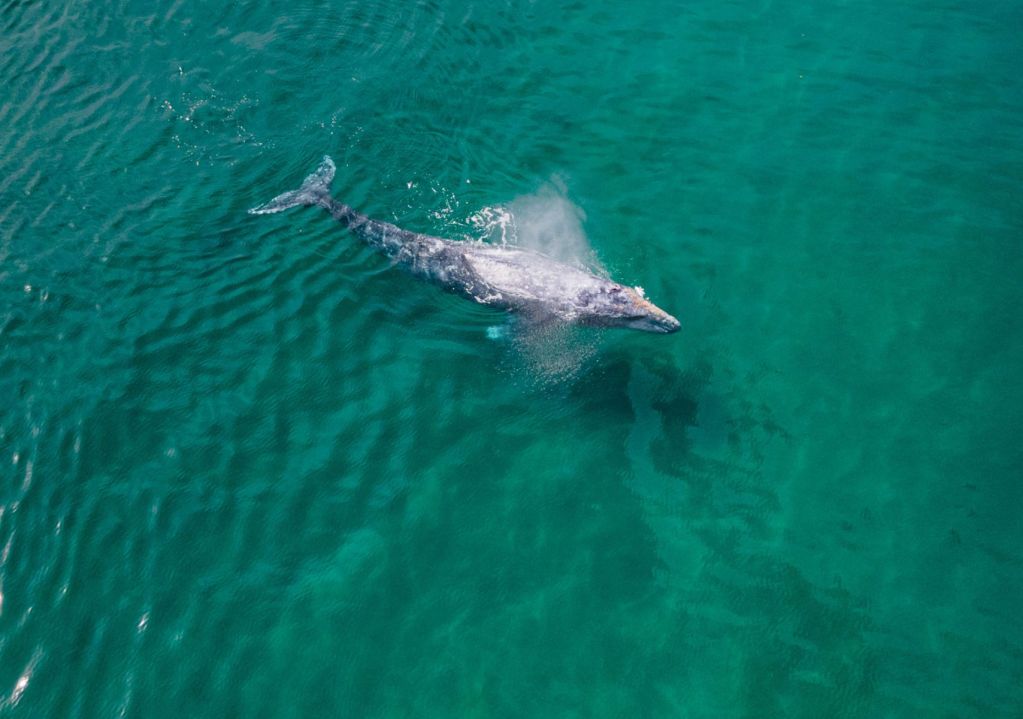 Cuándo es la mejor temporada para ver ballenas en Baja California Sur en Travel & Life: Tu Guía de Viajes y Estilo de Vida Ballenas en Baja California Sur en La Paz.